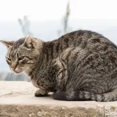 Getigerte Katze in geduckter Haltung, vielleicht wegen Schmerzen. Ihre Schlafposition ist ungewöhnlich.