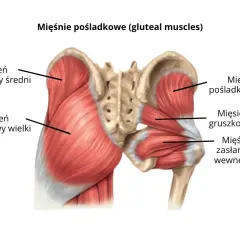 Anatomia mięśni pośladkowych: mięsień pośladkowy wielki, średni i mały, mięsień gruszkowaty i mięśnie zasłaniacz wewnętrzny.
