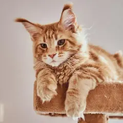 Cómo llamar a un gato: técnicas efectivas que realmente funcionan