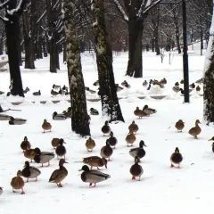 Wiele kaczek w śnieżnym parku. Czy kaczki odlatują na zimę? Niektóre wyglądają na zdezorientowane.