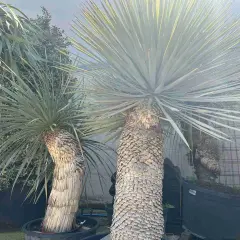 Due yucca maestose, con tronchi spessi e rugosi, mostrano le loro lunghe foglie a punta, alcune con sfumature gialle che catturano la luce.
