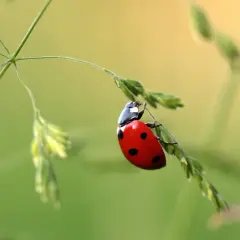 Biedronka, jeden z wielu pięknych owadów, wspina się po źdźble trawy.