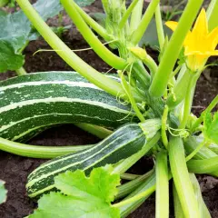 Courgettes rayées, vertes et jaunes, sur la plante. Le moment idéal pour savoir quand cueillir les courgettes est quand elles atteignent cette taille.