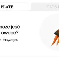 Jamnik z marchewką w pysku. Dowiedz się, jakie warzywa dla psa są bezpieczne, a jakie toksyczne.