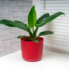 Philodendron Imperial Green w czerwonej doniczce, z błyszczącymi, ciemnozielonymi liśćmi, na tle ceglanej ściany i białych żaluzji.