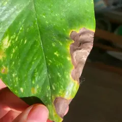 Foglia verde con macchie gialle e bordi secchi, marroni. Sembra che la pianta stia soffrendo, forse per troppa esposizione al sole o poca acqua.