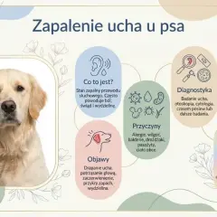 Złoty retriever z zapaleniem ucha, objawiającym się czarnym brudem w uszach psa, swędzeniem i wydzieliną.