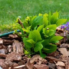 Rindenmulch im Garten: Ideen für ein natürliches Beet mit grüner Hortensie und lila Blümchen.