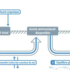 Schéma du cycle de l'azote dans le sol, montrant l'impact des engrais et effluents sur l'azote ammoniacal et son transfert vers l'atmosphère.