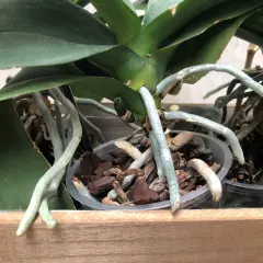 Gros plan sur une orchidée aux racines aériennes, certaines sortant du pot, signe d'une plante en pleine croissance.