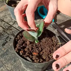 Mains douces ajustant un jeune kalanchoe tomentosa, ses feuilles duveteuses et vertes se révèlent.