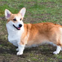 Ein fröhlicher corgi hund steht auf einer grünen Wiese und schaut neugierig zur Seite.