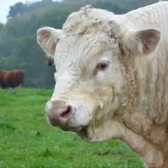 Biały byk na łące, w tle inne sztuki. Ceny bydła rzeźnego mogą wpływać na hodowlę tych zwierząt.
