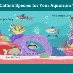 Ilustración de varios tipos de Corydoras en un acuario: Pepper, Bronze, Bandit, Skunk, Julii, Panda y Three Stripe Cory.