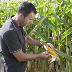 Un agriculteur examine une épi de maïs mûr dans un champ. La récolte semble prometteuse, mais il faut vérifier la qualité.