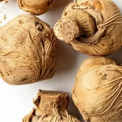 Racines de maca séchées, prêtes à révéler leurs nombreux maca bienfaits.