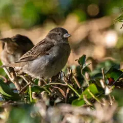 Zwei Spatzen kuscheln sich im dichten Gebüsch, ein geschützter Ort, wo Spatzen im Winter schlafen.