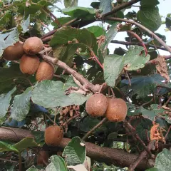 Frutti di kiwi maturi pendono dai rami, pronti per essere raccolti. Le foglie verdi creano uno sfondo lussureggiante.