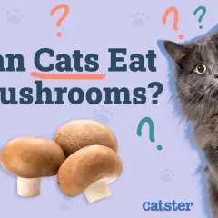 A fluffy gray cat looks curiously at a pile of mushrooms, with the question "Can Cats Eat Mushrooms?" prominently displayed.