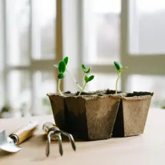 Små plantor växer i torvkrukor på ett träbord, redo att planteras ut. Bredvid står en liten trädgårdsspade och en minigrepa, som om de väntar på att få hjälpa till med en plantlampa.