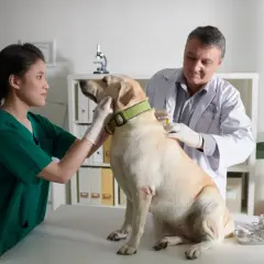 Veterinario Algeciras: Encuentra la mejor atención para tu mascota
