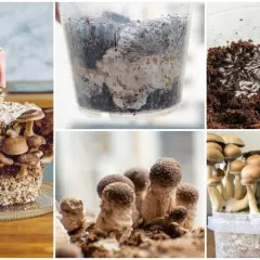 El cultivo de champiñones en diferentes etapas: recolección, micelio en recipientes y cosecha abundante.