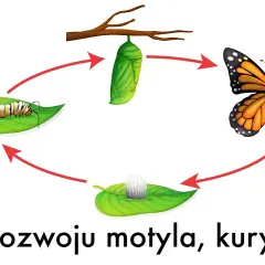 Rozmnażanie motyli: Jak wygląda cudowna metamorfoza?
