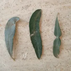Cinque foglie di ulivo, alcune spezzate, su sfondo chiaro. Nonostante la loro bellezza, le foglie di ulivo sono velenose se ingerite.