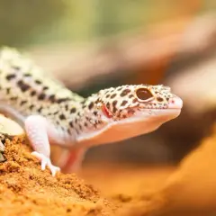 Gekon lamparci: Jak wybrać i urządzić idealne terrarium?