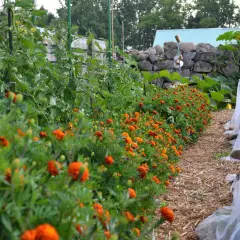 En rad med orange blommor kantas av tomatplantor i en pallkrage. Bredvid syns odlingar under fiberduk.