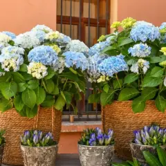 Deux grands paniers tressés débordent de magnifiques hortensias bleus et blancs. Des petites fleurs bleues en boutons ornent les pots en premier plan.