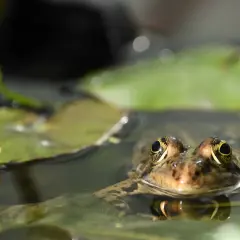 Une grenouille aux yeux dorés émerge de l'eau, entourée de nénuphars. Comment faire fuir les grenouilles de mon bassin ?
