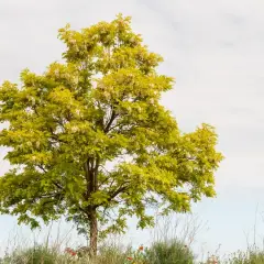 Piękna robinia frisia z żółto-zielonymi liśćmi i białymi kwiatami na tle błękitnego nieba.
