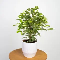Zielony ficus sweetheart w białej doniczce, z liśćmi ozdobionymi kremowymi obrzeżami, stoi na drewnianym stoliku.