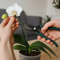 Hände schneiden mit einer Gartenschere einen Orchideen-Stiel. Eine weiße Blüte und eine Knospe sind zu sehen.