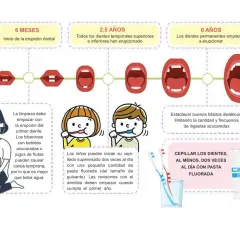 Ilustración sobre el desarrollo de los dientes bebe, desde los 6 meses hasta los 6 años, con consejos de higiene y dieta.