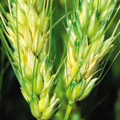 Épis de blé affectés par la fusariose, montrant des zones jaunâtres et brunâtres sur les grains.