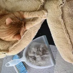 Un chat roux dort paisiblement sur un coussin. À côté, une pelle et une brosse contiennent une grande quantité de poils, preuve que ce n'est pas un chat qui perd pas ses poils.