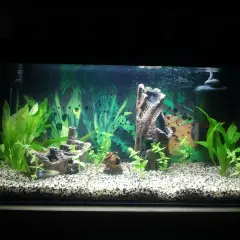 Ett akvarium med grus, växter, en skeppsvrak-prydnad och en fisk. Vattnet är klart, vilket tyder på ett stabilt nitrit akvarium.