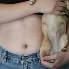 A person holds a small dog, showing the dog's belly. This image makes you wonder, do dogs have belly buttons?
