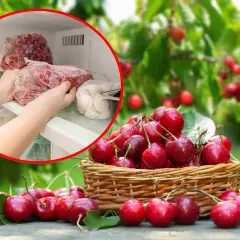 Ręce wkładają do zamrażarki torby z mrożonymi czereśniami. Tak, czereśnie można mrozić, by cieszyć się nimi dłużej.