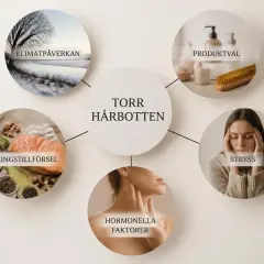 Diagrammet visar orsaker till torr hårbotten: klimatpåverkan, produktval, stress, hormonella faktorer och näringsstillförsel.