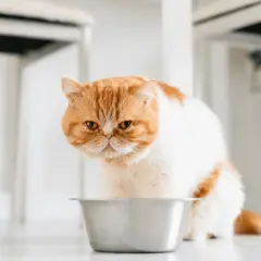 Un chat roux et blanc, l'air boudeur, près de sa gamelle vide. Mon chat ne mange plus, je m'inquiète.