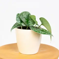 Scindapsus pictus 'Exotica' w kremowej doniczce na drewnianym blacie. Różne scindapsus rodzaje zachwycają liśćmi.