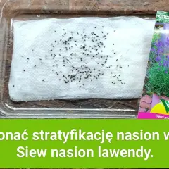 Lawenda kiedy siać - najlepsze terminy siewu i pielęgnacji nasion