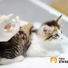 Mały kotek dostaje zastrzyk. Dowiedz się, ile kosztuje szczepienie kota, aby zapewnić mu zdrowie.