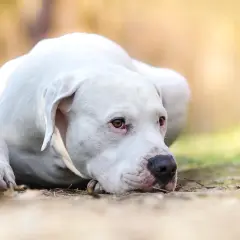 Un Dogo Argentino descansa en el césped, mostrando su nobleza y el temperamento tranquilo que lo caracteriza.