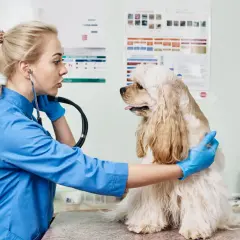 A veterinarian in a blue coat and gloves examines a fluffy dog with a stethoscope, checking for any signs of imtp in dogs.