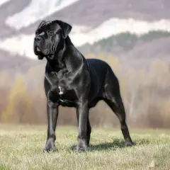 Majestuoso corso italiano negro, de pie en un prado con montañas borrosas al fondo.