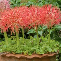 Rote, kugelförmige Blütenstände der blutblume giftig, umgeben von grünem Laub in einem Terrakotta-Topf.
